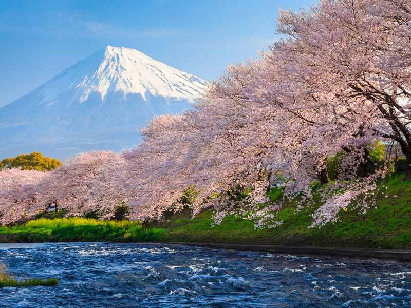 Mount Fuji and cherry blossom