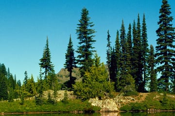 Mount Rainier, Washington State
