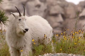 Mountain goat eating by Mount Rushmore