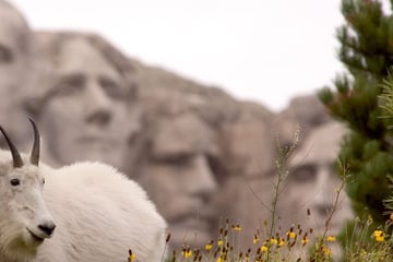 Mountain goat by Mount Rushmore