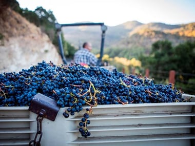 Napa Valley grapes