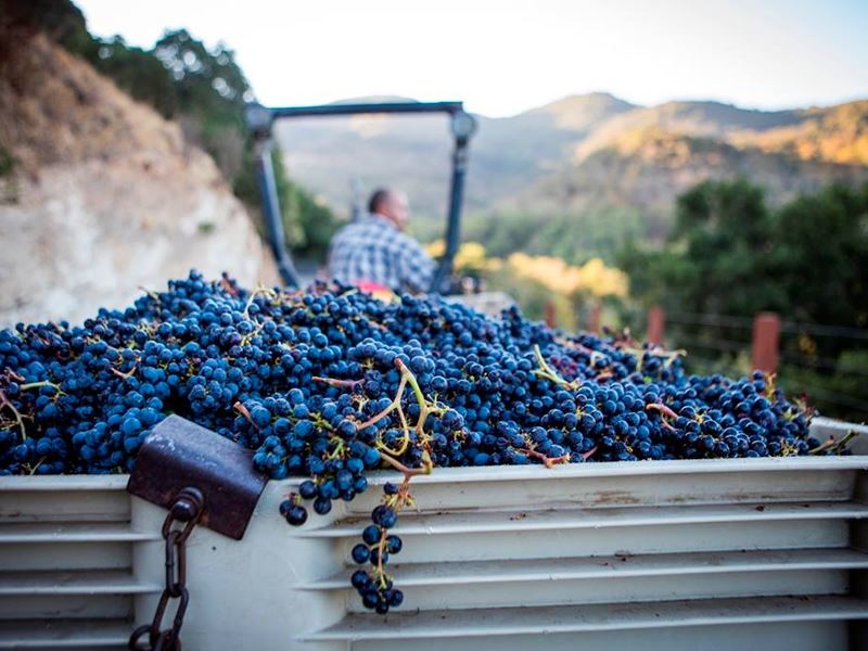 Napa Valley grapes