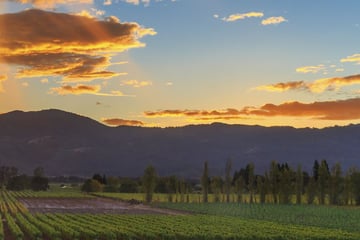 Napa Valley sunset