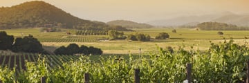 Vineyards in Napa Valley