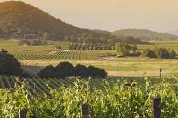 Vineyards in Napa Valley