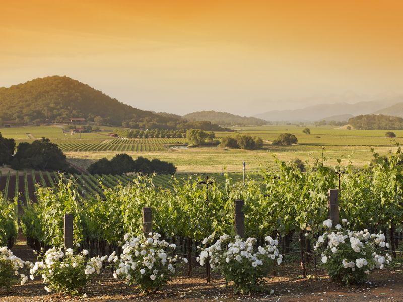 Napa Valley vineyard, California
