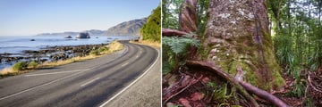 Coastal Drive & Kauri Trees in the Waipoua Forest, New Zealand