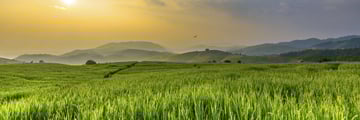 rice paddies thailand