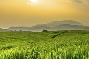 rice paddies thailand