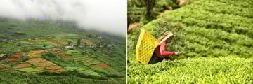Nuwara Eliya & Tea Picker