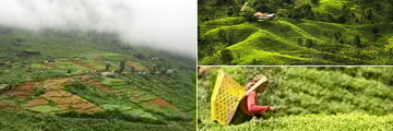 Nuwara Eliya & Sri Lankan Tea Plantation