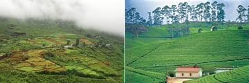 Nuwara Eliya landscapes & Sri Lankan tea plantation