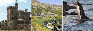 Optional Activities in Dunedin: Tour of Larnach Castle, Taieri Gorge Railway & Penguin Spotting