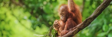 baby orangutan in Sepilok