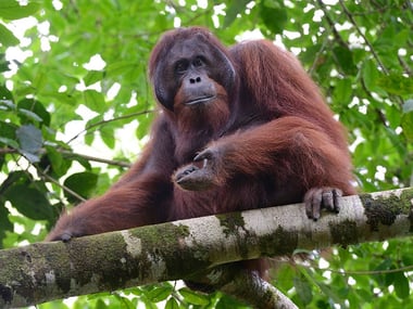 Orangutan Borneo Rainforest Lodge