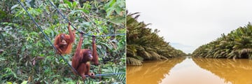 Orangutans at Sepilok Orangutan Rehabilitation Centre, and Kinabatangan River