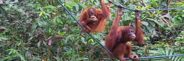 Orangutans-at-the-sepilok-orangutan-rehabilitation-centre