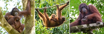 Orangutans in Borneo
