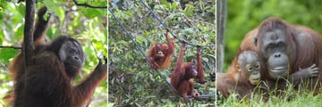 Orangutan sightings in Borneo