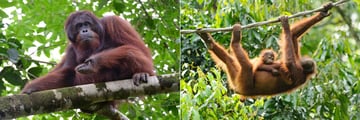 Orangutans in Rainforest