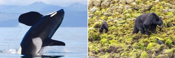 Sightings of Orcas & Bears in the Pacific Rim