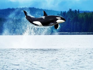 Orca breaching off the coast of Vancouver Island