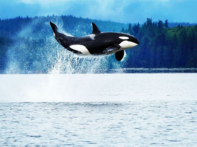 Orca breaching off the coast of Vancouver Island