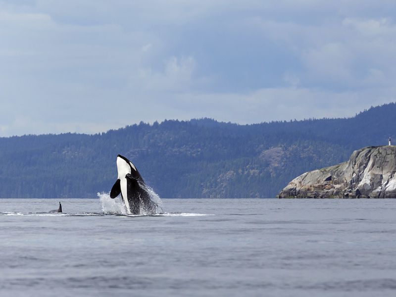 Orca spotting in Lund, near Vancouver