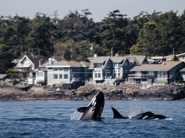 Orca swimming off Victoria's coast