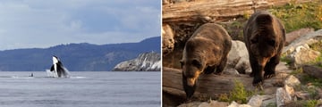 Orca & Grizzly Bear sightings in Canada