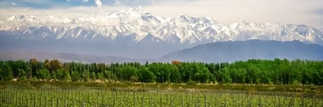 Organic vineyard near Mendoza