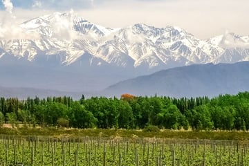 Organic vineyard near Mendoza
