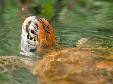 Sea turtle