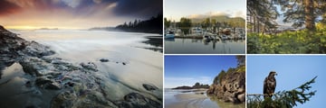 Pacific Rim National Park, Ucluelet Harbour & Eagle Sighting 