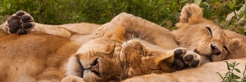 Pack of lions sleeping in Tanzania