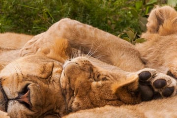 Pack of lions sleeping in Tanzania