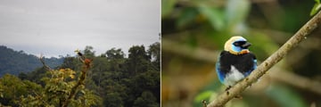 Beautiful birdlife at Pacuare Lodge