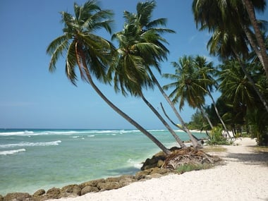 Palm Trees in Barbados