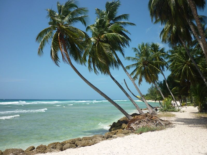 Palm Trees in Barbados