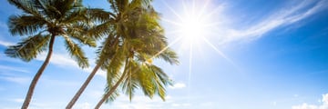 Palm trees in Barbados