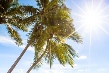 Palm trees in Barbados