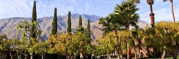 Palm Springs flora