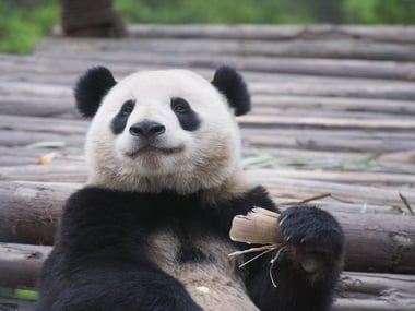 Panda at Chengdu