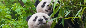 Panda Bear Couple, Chengdu