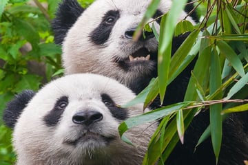 Panda Bear Couple, Chengdu