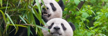 Pandas in Chengdu
