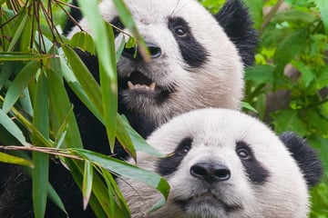 Pandas in Chengdu