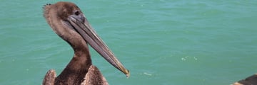 A pelican resting on Islamorada