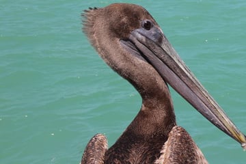 A pelican resting on Islamorada