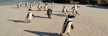 Penguins on Boulders Beach